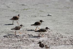 belize-birds