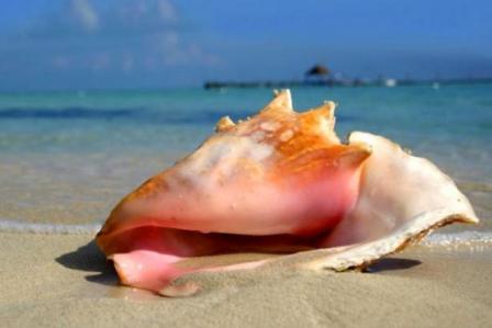 belize-conch