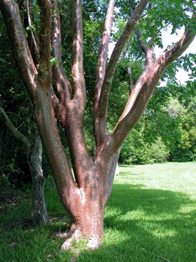 belize-gumbolimbo-tree