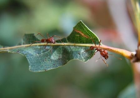 belize-leafcutterants