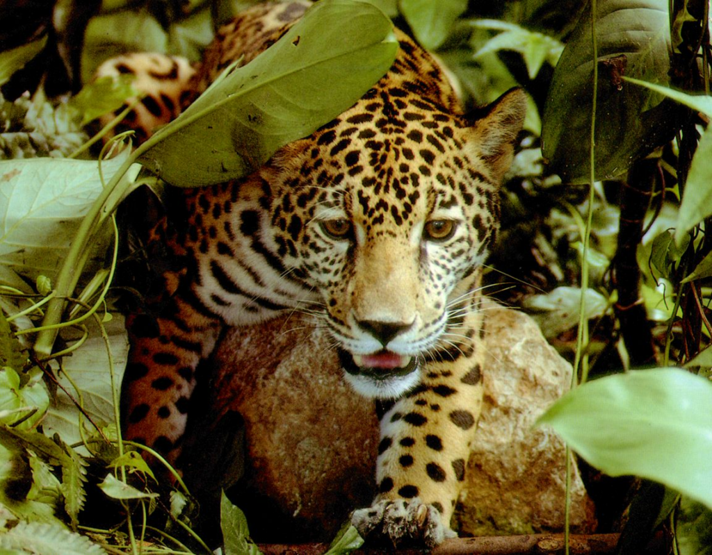 bellize-Jaguar Belize Cockscomb Preserve