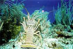 lobsterinbelize