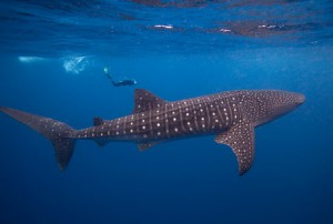 Whale Shark