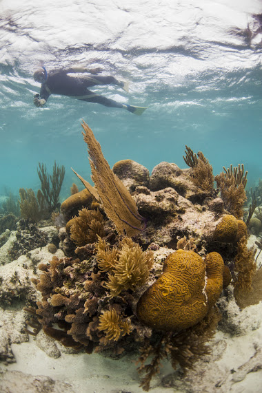 Belize Coral Reef