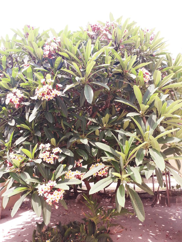 Plumeria