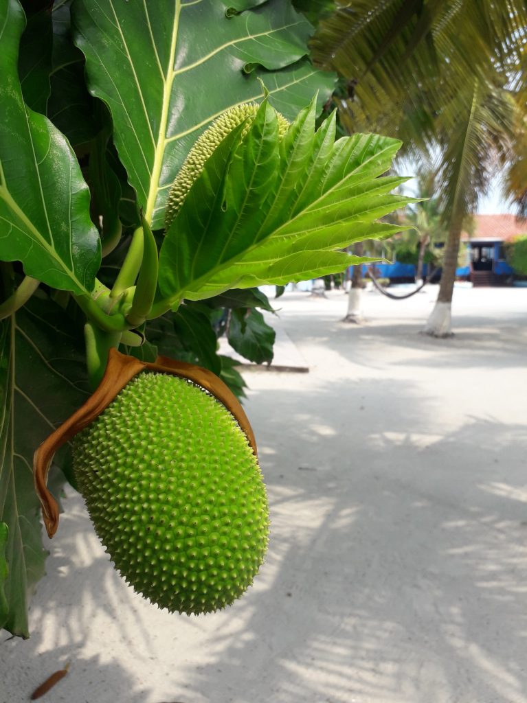 Breadfruit