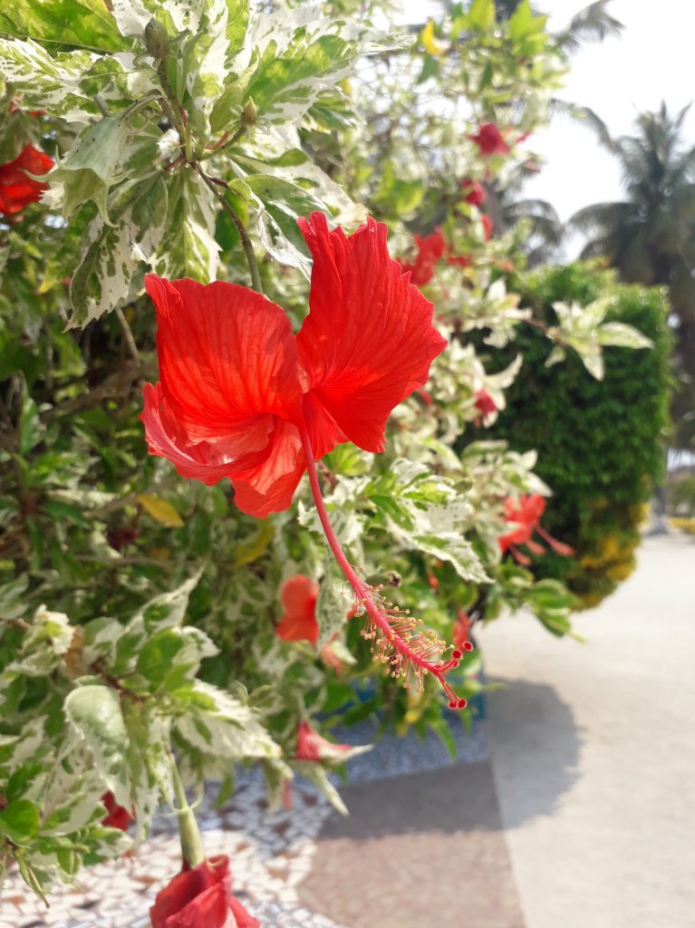 Belize island resort hibiscus