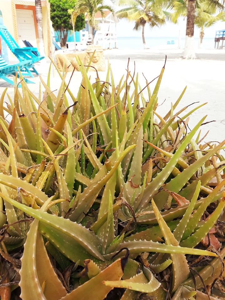 Aloe Vera