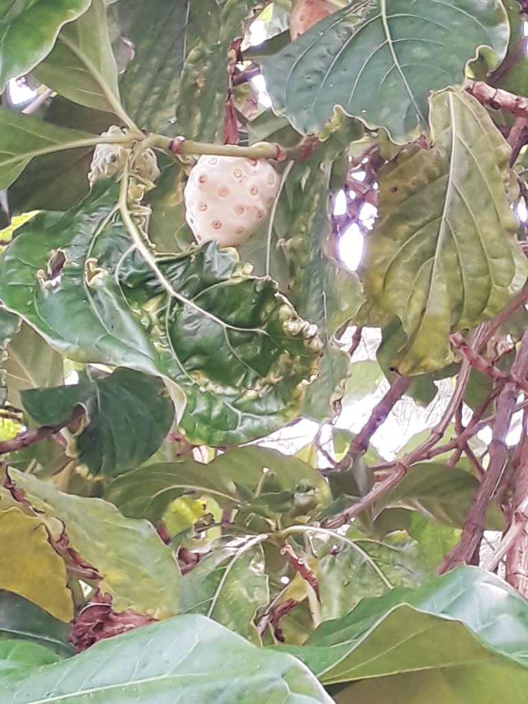 Noni Fruit