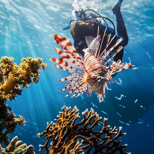 Belize Fishing Tours Lionfish