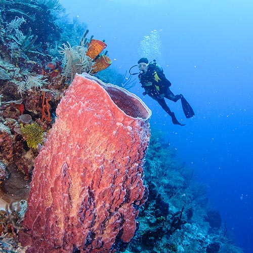 Belize Glover's Reef diving