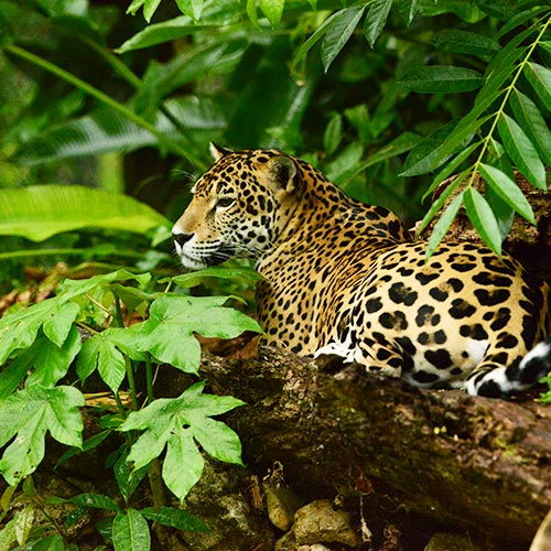 Belize jungle adventure tours - cockscomb