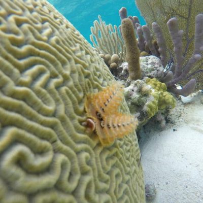 Belize Snorkeling Tours