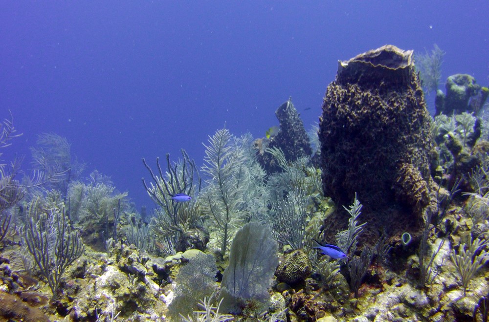 Belize Snorkeling Tours