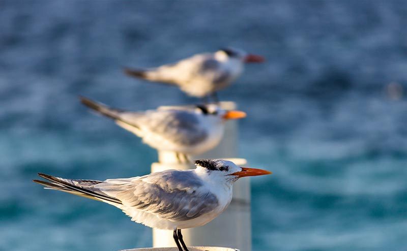 Belize island activities- birdwatching