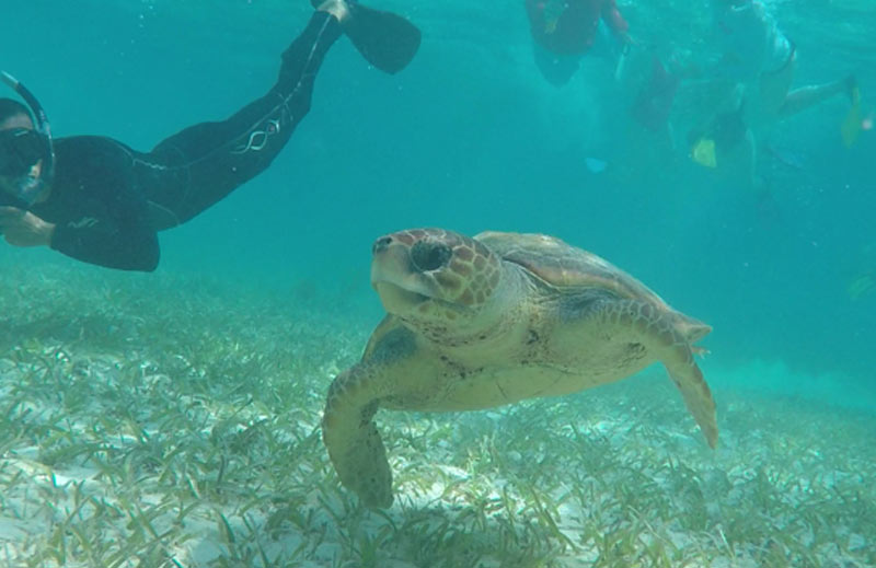 Belize tours snorkel