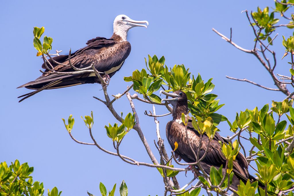 Belize Adventure - Bird Island