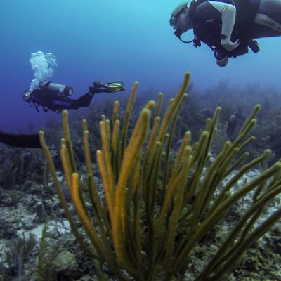 Belize Diving Tours