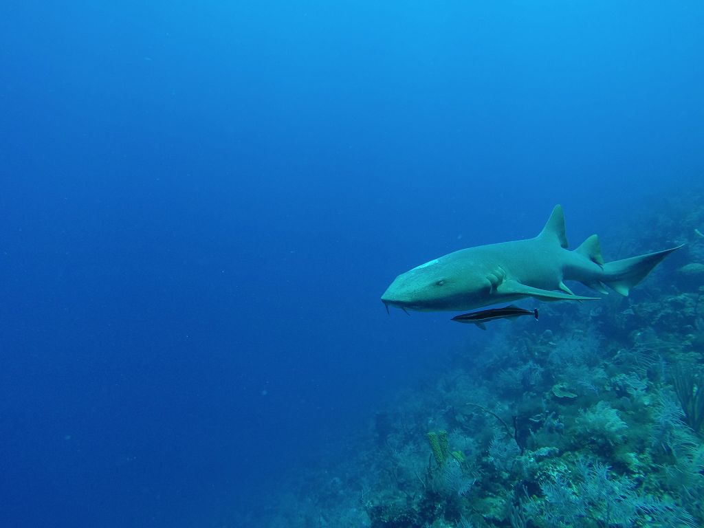 Belize Dive and Snorkeling Package