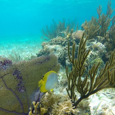 Belize snorkeling Tour