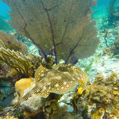 Belize snorkeling tours