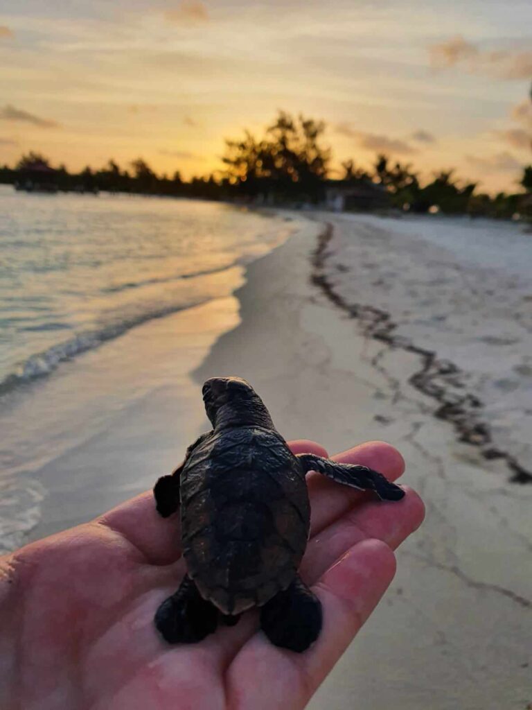 Belize Sea Turtle and Snorkeling Adventures