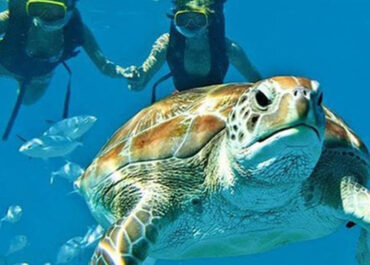Swimming with Wonder: The Enchanting Sea Turtles of Belize