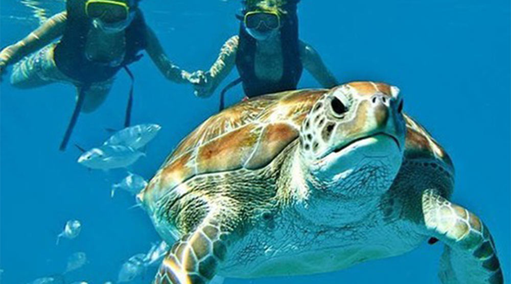 Belize Sea Turtle and Snorkeling Adventures