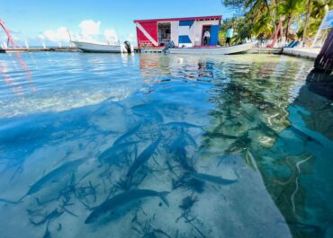 20 Shades of “Going Green”: Sustainable Travel in Belize at Blue Marlin Beach Resort