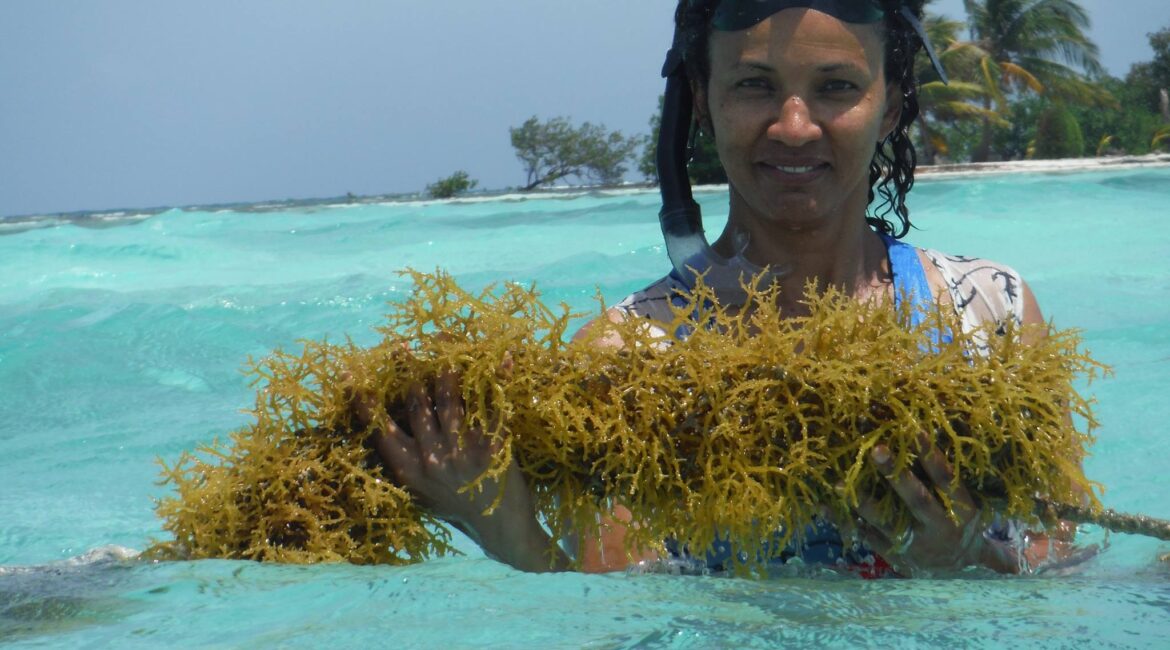 Seaweed farmer in Belize