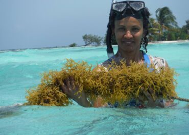 Seaweed Farming in Belize: From Ocean to Plate, and All the Health Benefits in Between!
